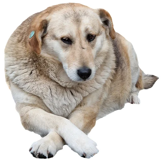 Стикер batumidogs