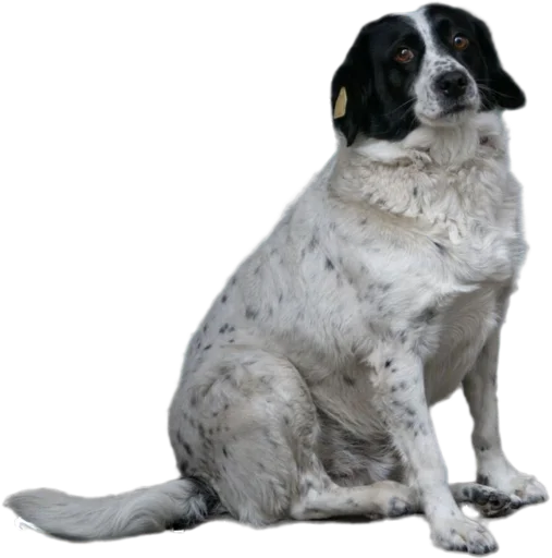 Стикер batumidogs