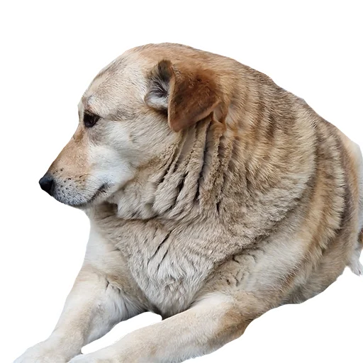 Стикер batumidogs