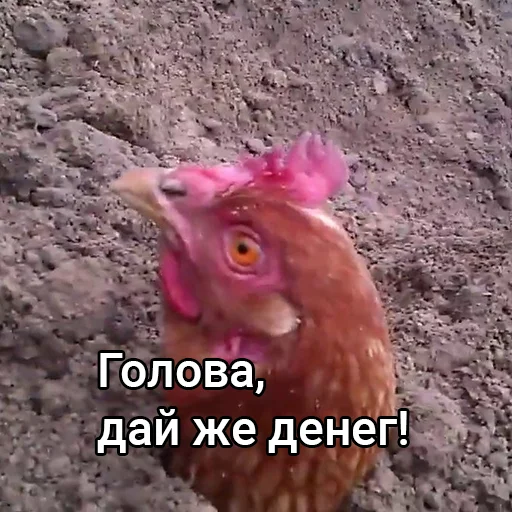 Стикер Голова, дай денег!