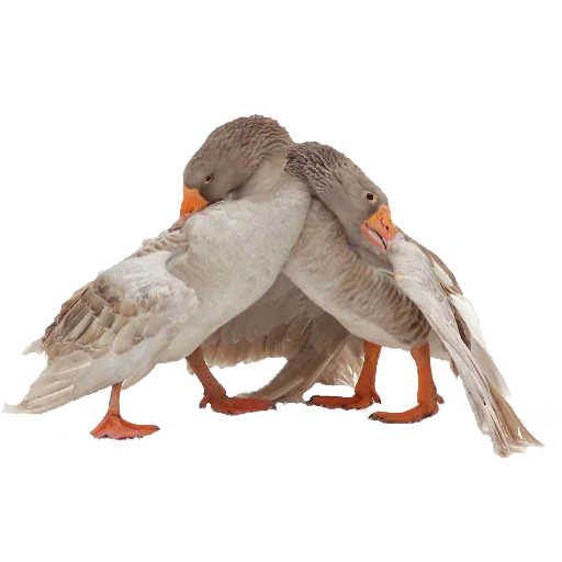 Стикер Goosebumps