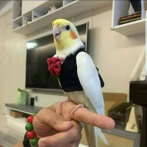 Стикер Birb