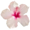 Эмодзи hibiscus flower