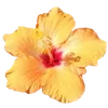 Эмодзи hibiscus flower