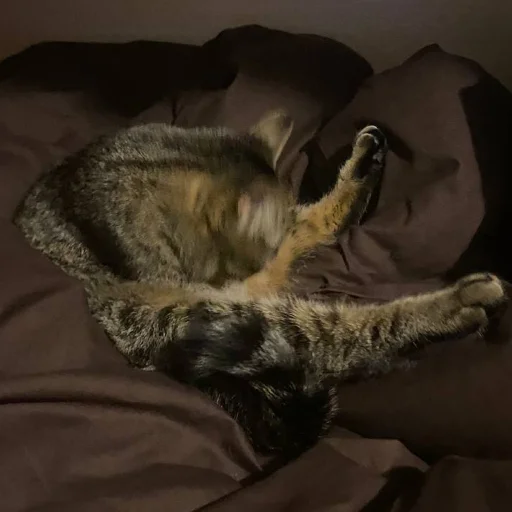 Стикер holy shit