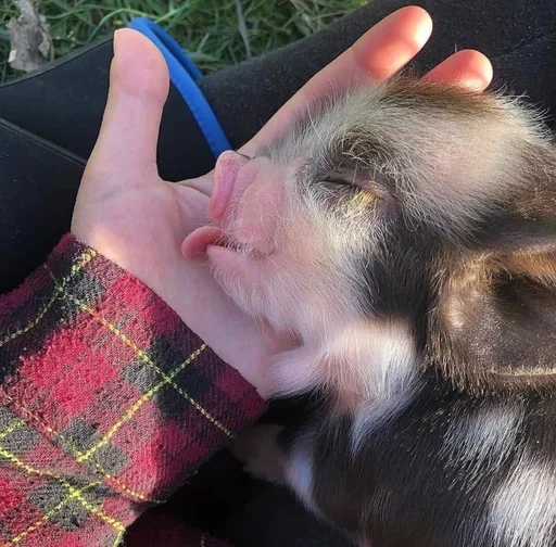 Стикер Хрюкни