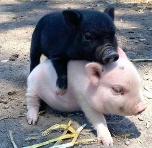 Стикер Хрюкни