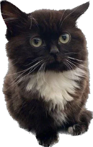 Стикер ИБустчане