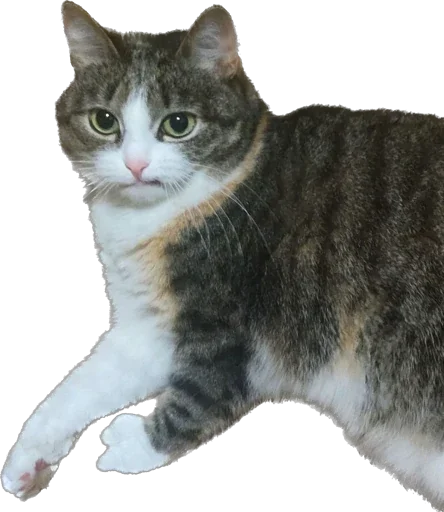 Стикер ИБустчане