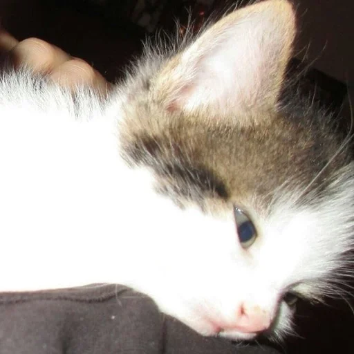 Стикер бум бум