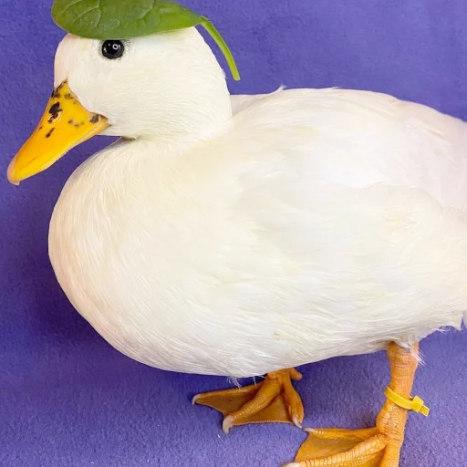 Стикер Animali