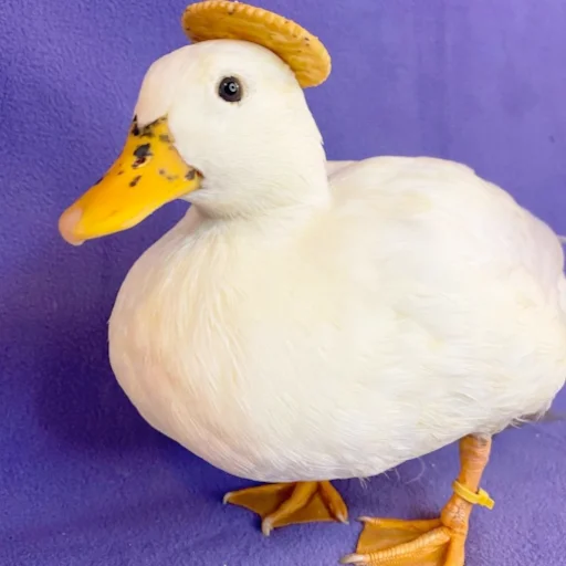 Стикер Animali