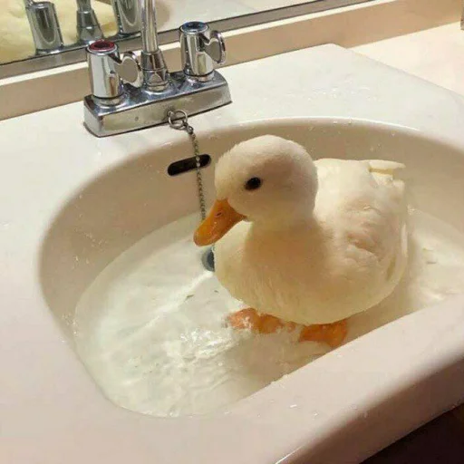 Стикер Animali