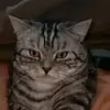 Стикер sweet pussy
