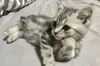 Стикер sweet pussy