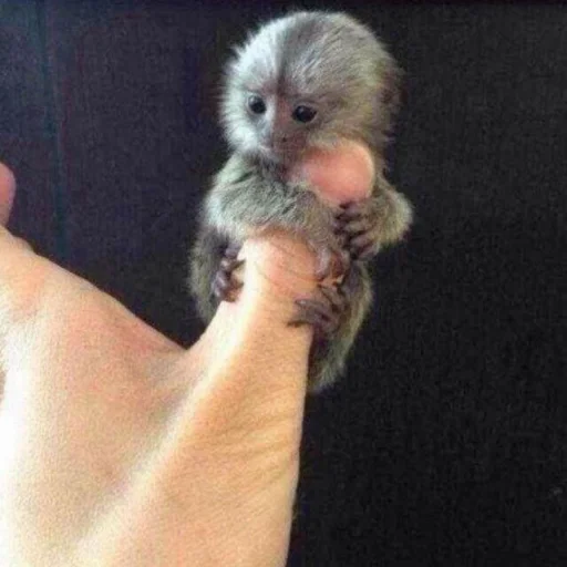 Стикер monkeys