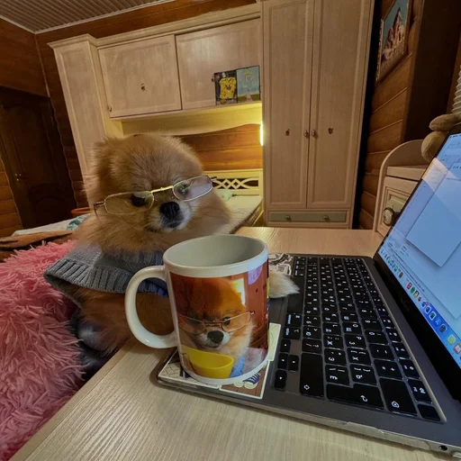 Стикер Котики