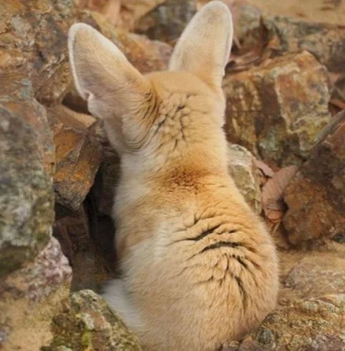 Стикер Лисички