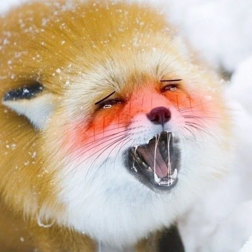 Стикер Лисички