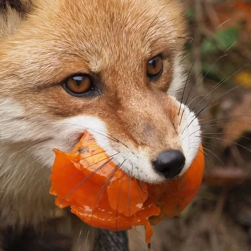 Стикер Лисички