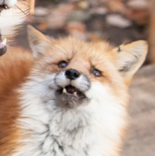 Стикер Лисички