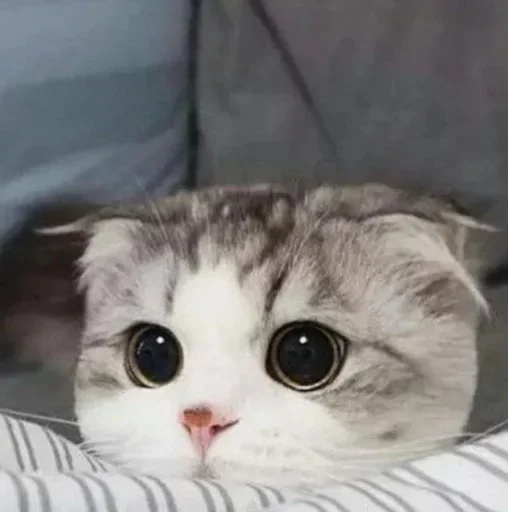 Стикер ᴅ̶ᴇ̶ᴘ̶ᴜ̶ᴛ̶ʏ̶ ̶ᴛ̶ᴇ̶ʟ̶ᴇ̶ɢ̶ʀ̶ᴀ̶ᴍ̶