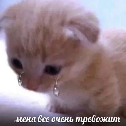 Стикер котёнок няша