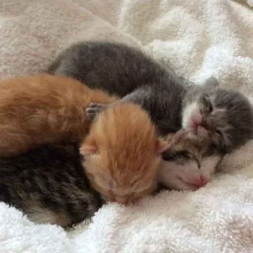 Стикер котёнок няша