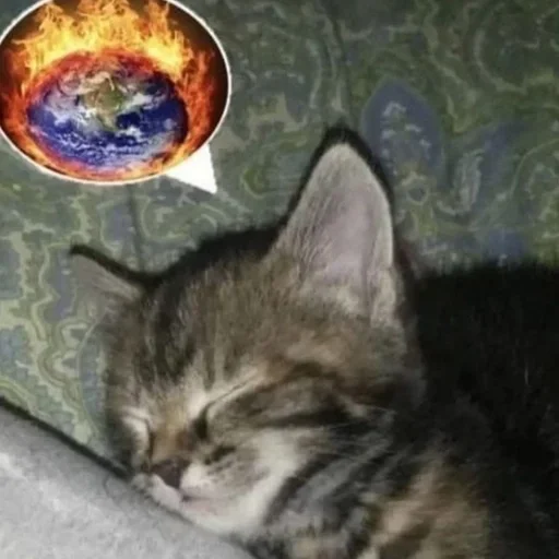 Стикер котёнок няша