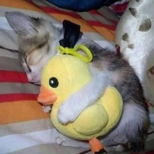 Стикер котёнок няша