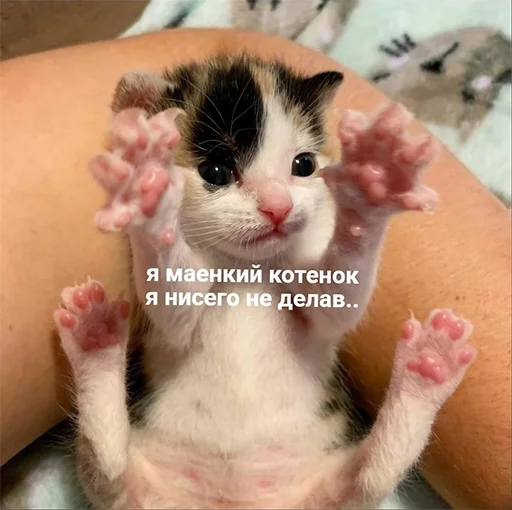 Стикер Кекольников