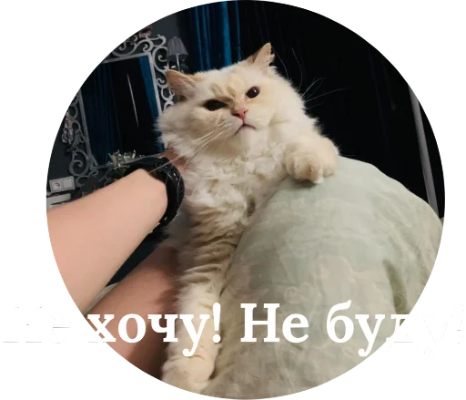 Стикер Кинкиса