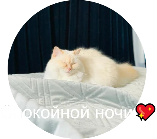 Стикер Кинкиса