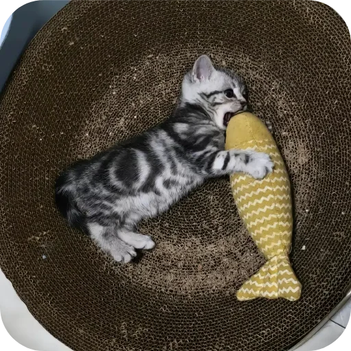 Стикер котики