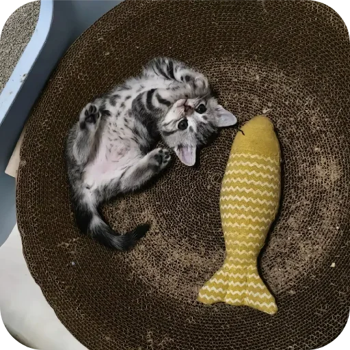 Стикер котики