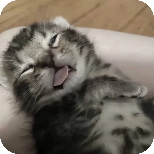 Стикер котики