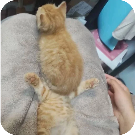 Стикер котики