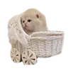 Стикер стикеркэт♡
