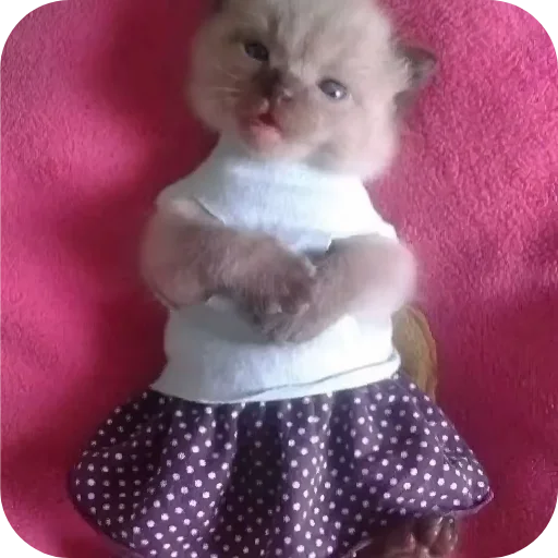 Стикер киски и собачки