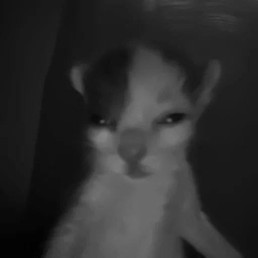 Стикер котики няшки