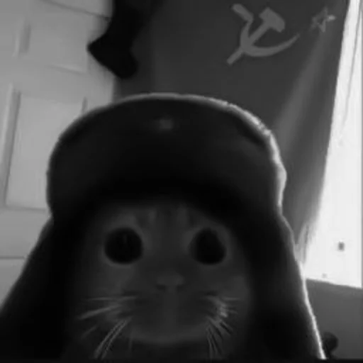 Стикер котики няшки