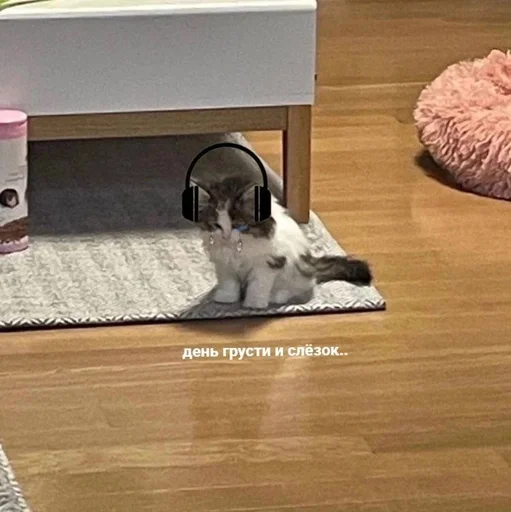 Стикер котейки