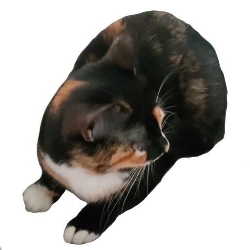 Стикер киттики