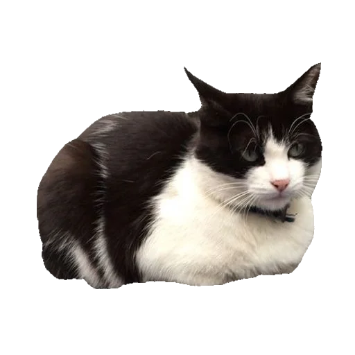 Стикер киттики