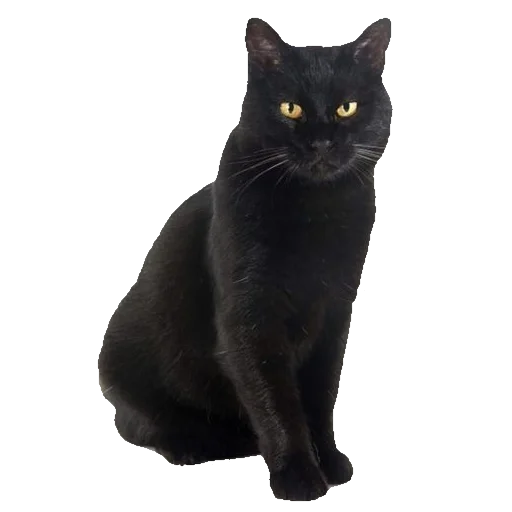 Стикер киттики