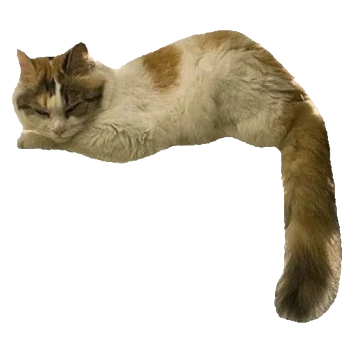 Стикер киттики