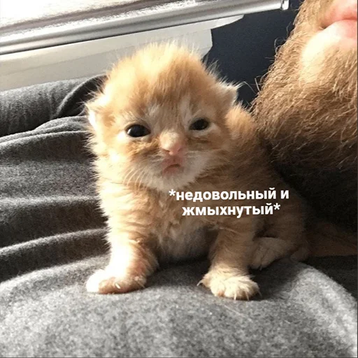 Стикер котики