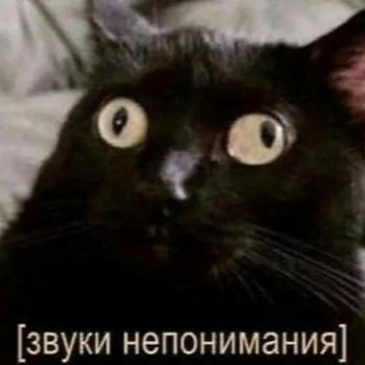 Стикер котики