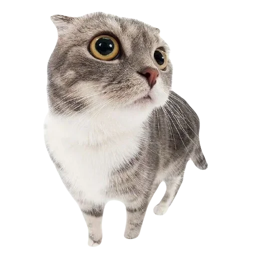 Стикер cute kitty