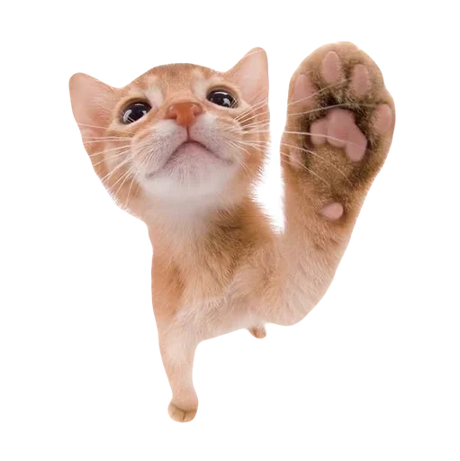 Стикер cute kitty